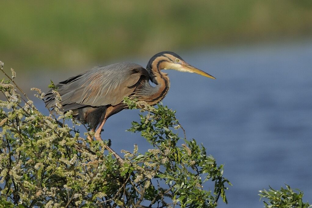 Purple Heronadult breeding