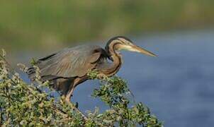 Purple Heron