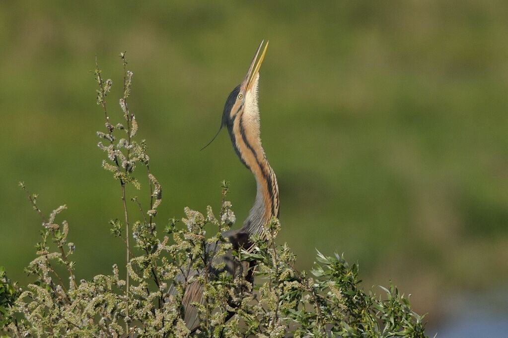 Purple Heronadult breeding, courting display