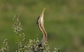 Purple Heron