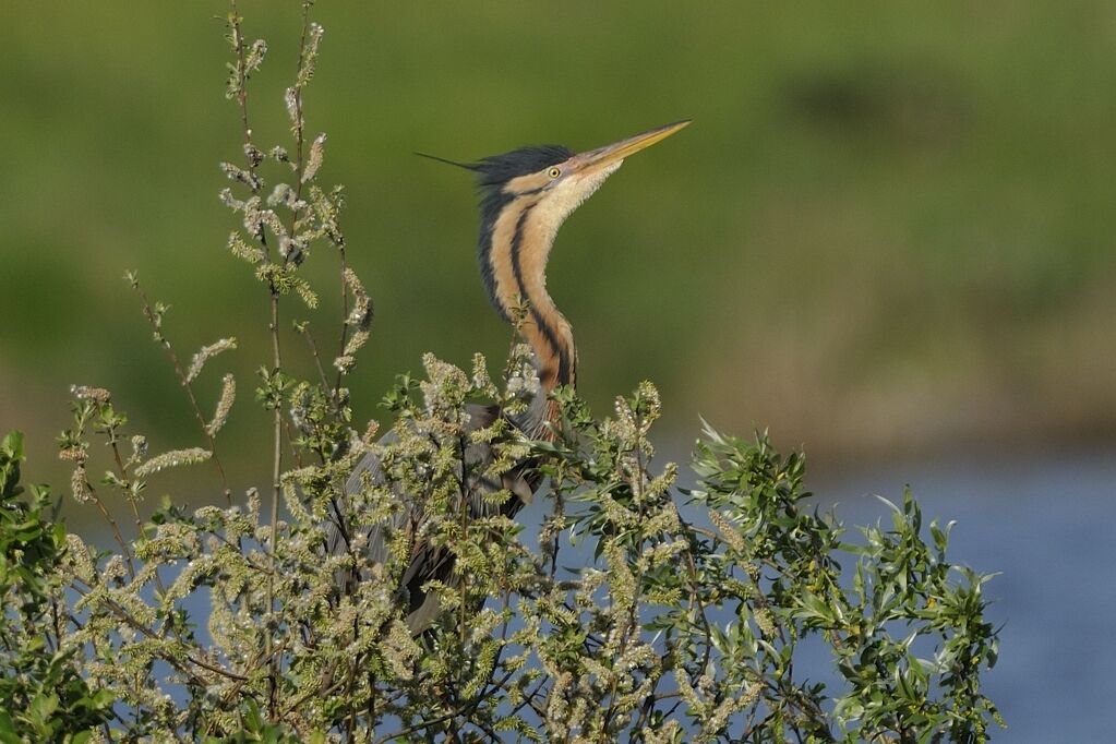 Purple Heronadult breeding, courting display