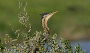 Purple Heron