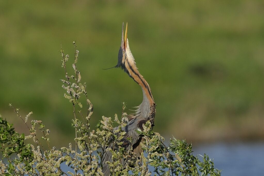 Purple Heronadult breeding, courting display