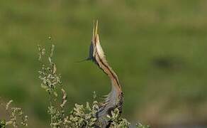 Purple Heron