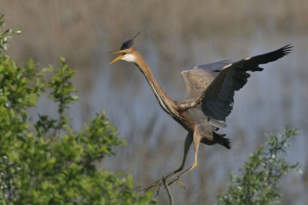 Purple Heronadult breeding, Flight