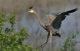 Purple Heron