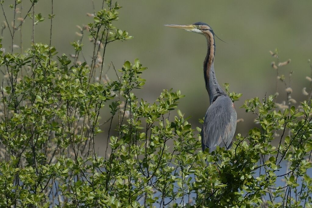 Purple Heron, camouflage