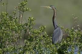 Purple Heron