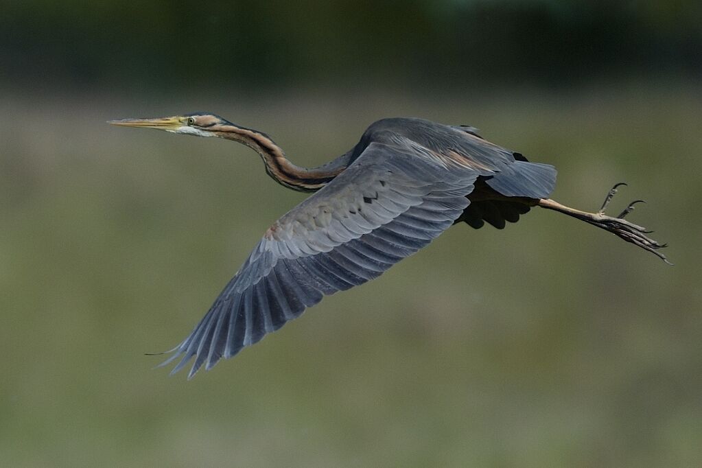 Purple Heron, Flight