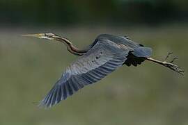 Purple Heron