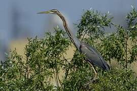 Purple Heron