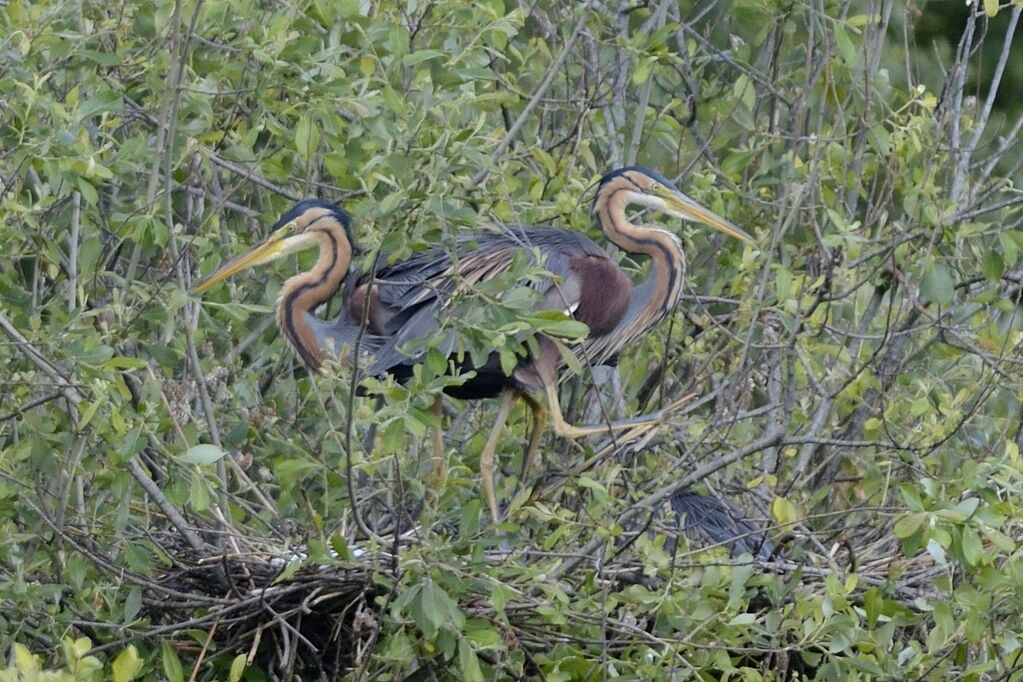 Purple Heronadult breeding, Reproduction-nesting