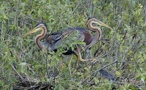 Purple Heron