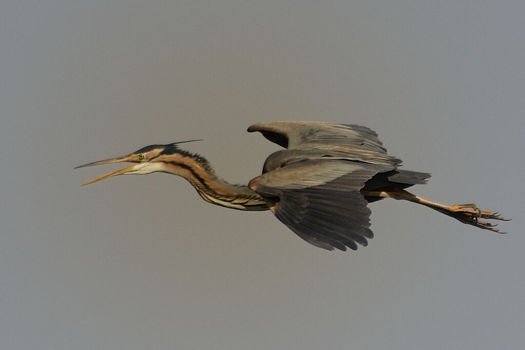 Purple Heronadult, Flight