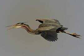 Purple Heron