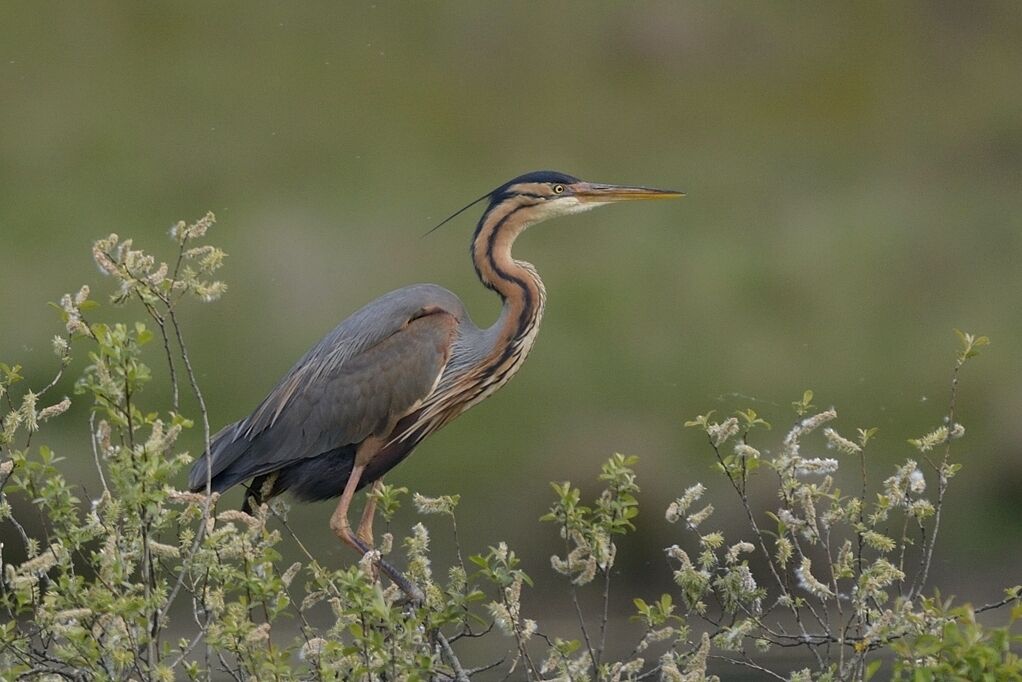 Purple Heronadult, habitat