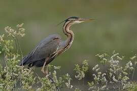 Purple Heron