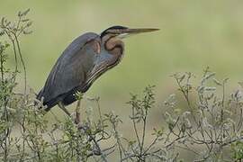 Purple Heron