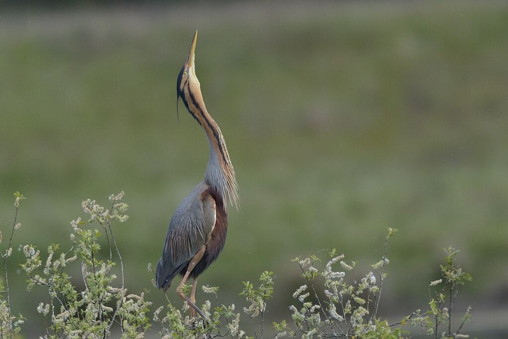 Purple Heronadult, courting display