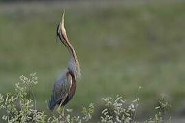 Purple Heron