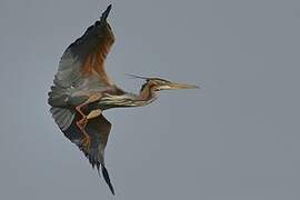 Purple Heron