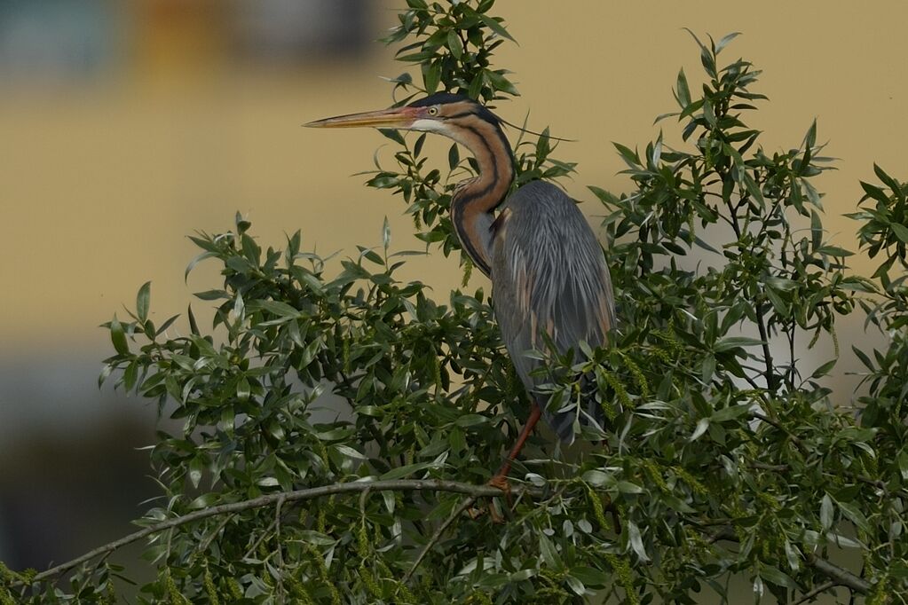 Purple Heronadult, habitat