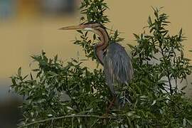 Purple Heron