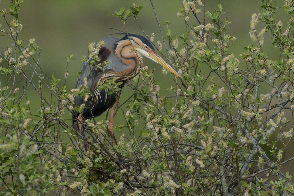 Héron pourpréadulte, habitat