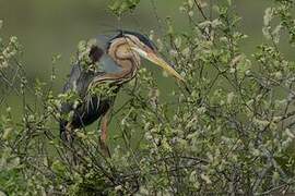 Purple Heron