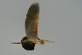 Purple Heron