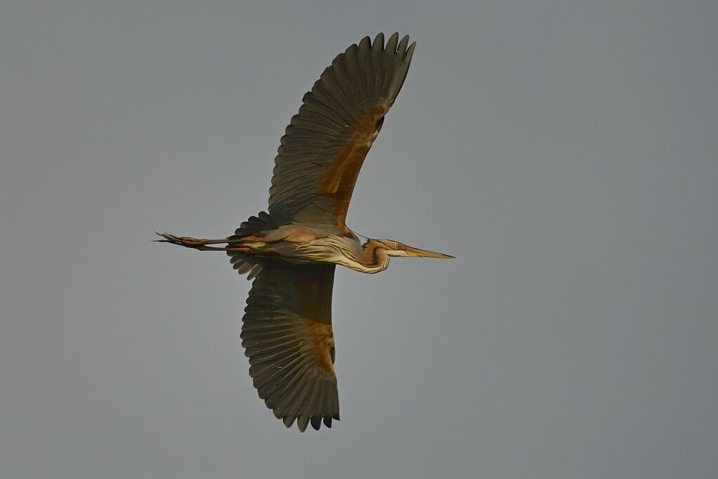 Purple Heron