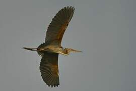 Purple Heron