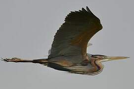 Purple Heron