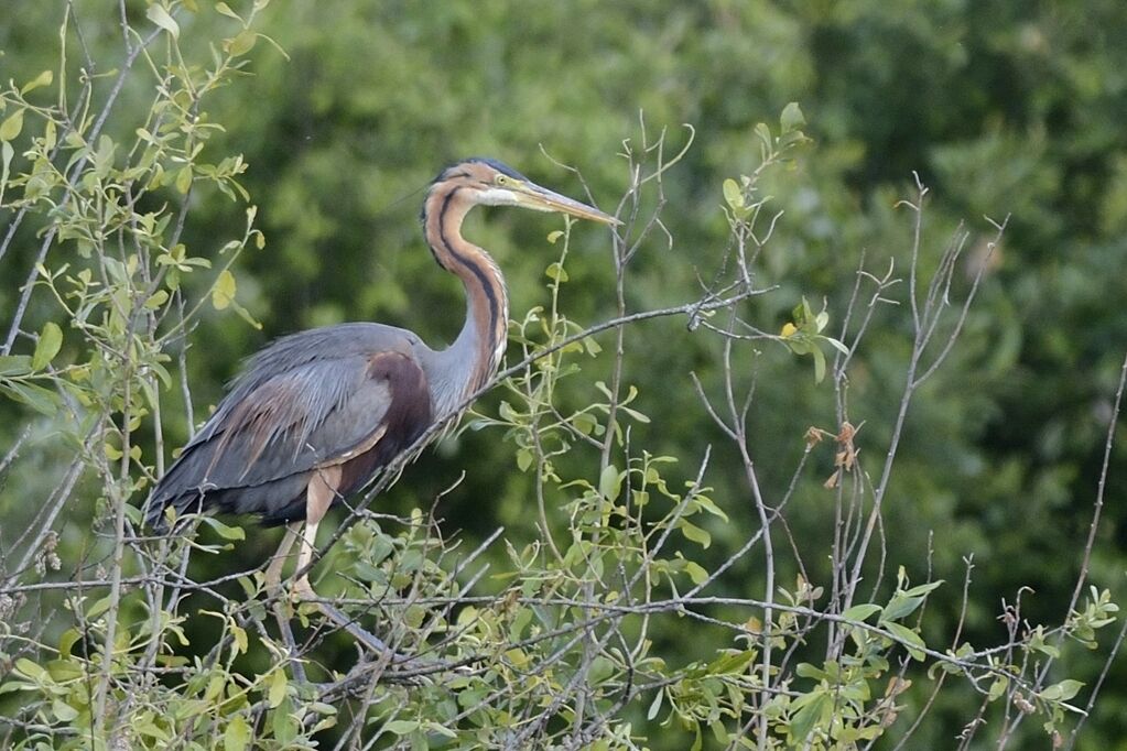 Purple Heronadult breeding, habitat