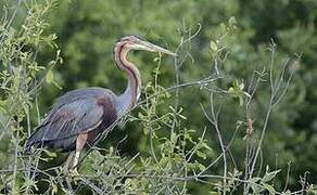 Purple Heron