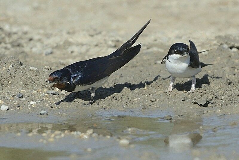 Common House Martinadult