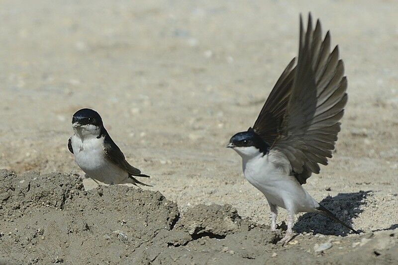 Common House Martinadult