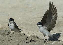 Common House Martin