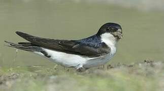 Western House Martin