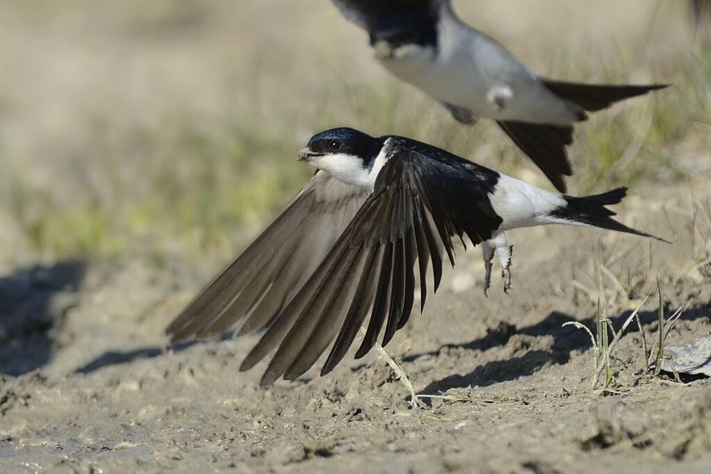 Common House Martinadult, Reproduction-nesting