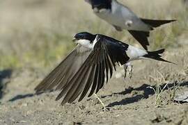 Common House Martin