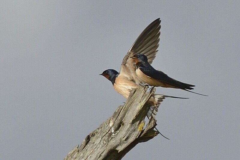 Hirondelle rustiqueadulte