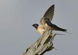 Barn Swallow