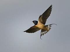 Barn Swallow