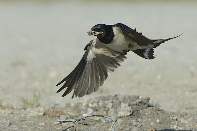 Barn Swallowadult, Flight, Reproduction-nesting