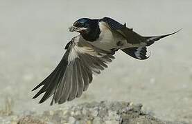 Barn Swallow