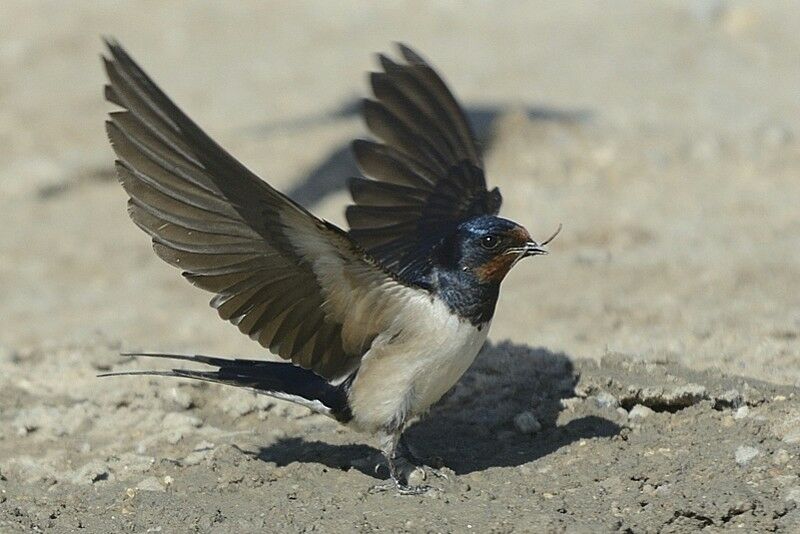 Hirondelle rustiqueadulte