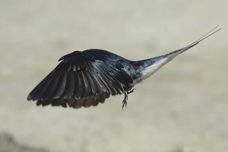 Barn Swallowadult breeding