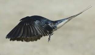 Barn Swallow