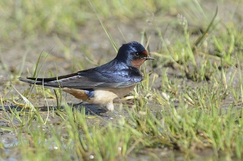 Barn Swallowadult breeding